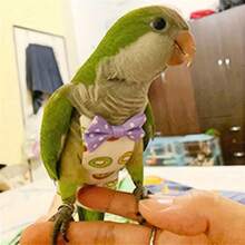 6pcs/1pc Parrot Diapers, Cute Fruit Patterns, Reusable & Washable Parrot Diapers With Waterproof Lining, Soft Pet Bird Flying Clothes - Suitable For Cockatiel, Parrots, Conures, Caiques, Lories And Other Small Pet Birds - Multicolor - View 14