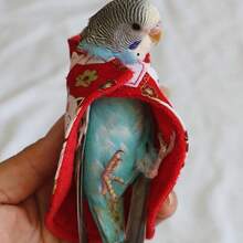 Parrot Cape Small Cloak Bird Clothes Thickened Warm Tiger Print Cockatiel Outdoor Wear - View 6