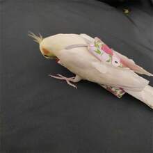 6pcs/1pc Parrot Diapers, Cute Fruit Patterns, Reusable & Washable Parrot Diapers With Waterproof Lining, Soft Pet Bird Flying Clothes - Suitable For Cockatiel, Parrots, Conures, Caiques, Lories And Other Small Pet Birds - Multicolor - View 22