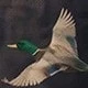 الأسود
