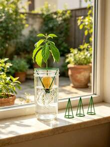 6/3pcs Lightweight Hydroponic Seedling Support Rack, Conical Seed Germination Pot, Avocado Seedling Hydroponic Planting Pot, Indoor/Outdoor Gardening Tool, Suitable For Beginners And Gardening Enthusiasts - Multi-color - View 8