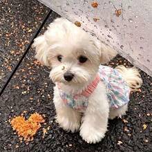Pet Dog Cat Ditsy Floral Camisole Pumpkin Dress, Suitable For All Seasons, Fits Small And Medium Dogs - Multicolor - View 6