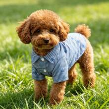 1pc Striped Star Print Pet Shirt, Collared Design Breathable Dog Top, Versatile Pet Apparel For Daily Walks, Outings And Parties - Navy Blue - View 4