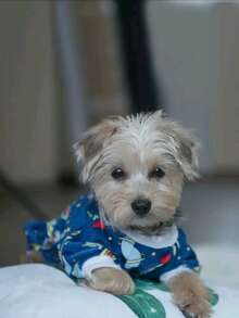 1pc Pet Clothing, Suitable For Dogs And Cats, Comfortable For Home And Outdoor Use, All-Season Basic, Jumpsuit - Royal Blue - View 4