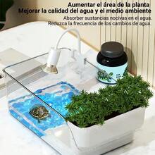 Terrariums - Apricot - View 7
