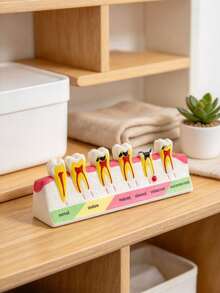 1pc Colorful Tooth Decay Progression Model, Suitable For Children's Science Exhibition Or Clinic Decoration, Avant-Garde Educational Medical Aesthetic - 1pc - View 7