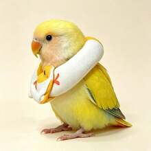 Parrot Elizabeth Collar Bird Anti-Pecking Neck Ring Wound Protection Crop And Belly Guard Recovery Bird Supplies - Multicolor - View 4