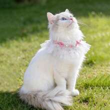 Aimeida Lace Floral Bow Pet Collar Thin Princess Style Korean Polyester Universal Cat - Multicolor - View 4
