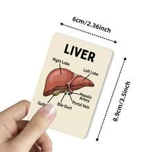 36 Cute Anatomy Organs & Cells Educational Text Cards, Learning Bento Gift Cards - Multicolor - View 4