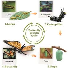 Animal & Plant Growth Cycle, Butterfly Frog Bee Seed Life Cycle Learning & Educational Toy, Children Insect Cognition Toy Gift - Multicolor - View 8