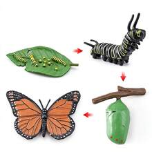 Animal & Plant Growth Cycle, Butterfly Frog Bee Seed Life Cycle Learning & Educational Toy, Children Insect Cognition Toy Gift - Multicolor - View 12