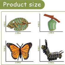Animal & Plant Growth Cycle, Butterfly Frog Bee Seed Life Cycle Learning & Educational Toy, Children Insect Cognition Toy Gift - Multicolor - View 9
