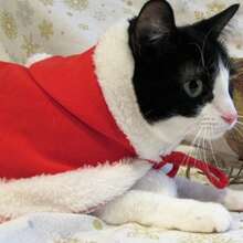 1PC Pet Supplies Christmas Cat Dog Cape New Year Pet Costume Photo Props - Red - View 7