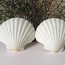 5pcs Natural Large Seashells, Sizes 4-5 Inches (10-12 Cm) And 2-3 Inches (5-8 Cm), Suitable For Crafts, DIY Painting, Baking And Beach Wedding Decor - Bulk Large White Shells, Great For Ocean Themed Parties And Home Decor. - 5pcs - View 4