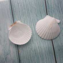 5pcs Natural Large Seashells, Sizes 4-5 Inches (10-12 Cm) And 2-3 Inches (5-8 Cm), Suitable For Crafts, DIY Painting, Baking And Beach Wedding Decor - Bulk Large White Shells, Great For Ocean Themed Parties And Home Decor. - 5pcs - View 5