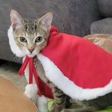 1PC Pet Supplies Christmas Cat Dog Cape New Year Pet Costume Photo Props - Red - View 5