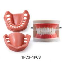 Gingival Model, 1:1 Scale Gingival Display Model, Detachable Matching Denture Model Display Model, Oral Anatomy Learning And Demonstration Tool, Oral Dental Practice Model, Collection Model, Hall Display Model, Desktop Display Material. - Multicolor - View 3
