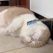 Cat Teaser Toy Massage Interactive Boredom Relief Scratching Grooming Brush Retractable Comb/Cat Pet Toy/Holiday Gift, Halloween, Christmas/Pet Essential - View 11