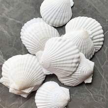 5/10 vỏ sò scallop trắng lớn giả bóng, vỏ sò đánh bóng cho đồ thủ công DIY, vẽ, trang trí đám cưới bãi biển và trang trí nhà cửa - vỏ sò lớn nhẵn bóng cho làm thủ công, trang trí chủ đề ven biển và làm trang sức vỏ sò - Nhiều kiểu dáng - Xem 11