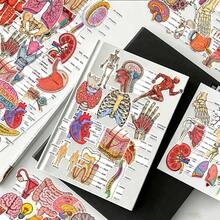 50Pcs Human Anatomy Medical Diagram Stickers, Body Organ Structure Labeled Decals, Educational Decorative Stickers For Student Notebook, Journal, Scrapbooking - one-size - View 5