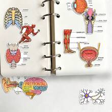 50Pcs Human Anatomy Medical Diagram Stickers, Body Organ Structure Labeled Decals, Educational Decorative Stickers For Student Notebook, Journal, Scrapbooking - one-size - View 4