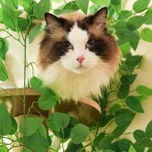 190 Cm Cat Tree Scratcher, 4 Platforms And Cat Hole: Pet Material, Removable Leaves, Scratch-Resistant MDF - Ideal For Hiding And Crawling Cats - Green - View 9