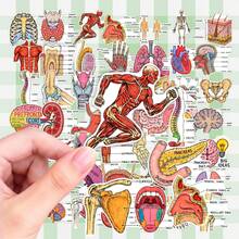 50Pcs Human Anatomy Medical Diagram Stickers, Body Organ Structure Labeled Decals, Educational Decorative Stickers For Student Notebook, Journal, Scrapbooking - one-size - View 2