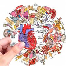 50Pcs Human Anatomy Medical Diagram Stickers, Body Organ Structure Labeled Decals, Educational Decorative Stickers For Student Notebook, Journal, Scrapbooking - one-size - View 1