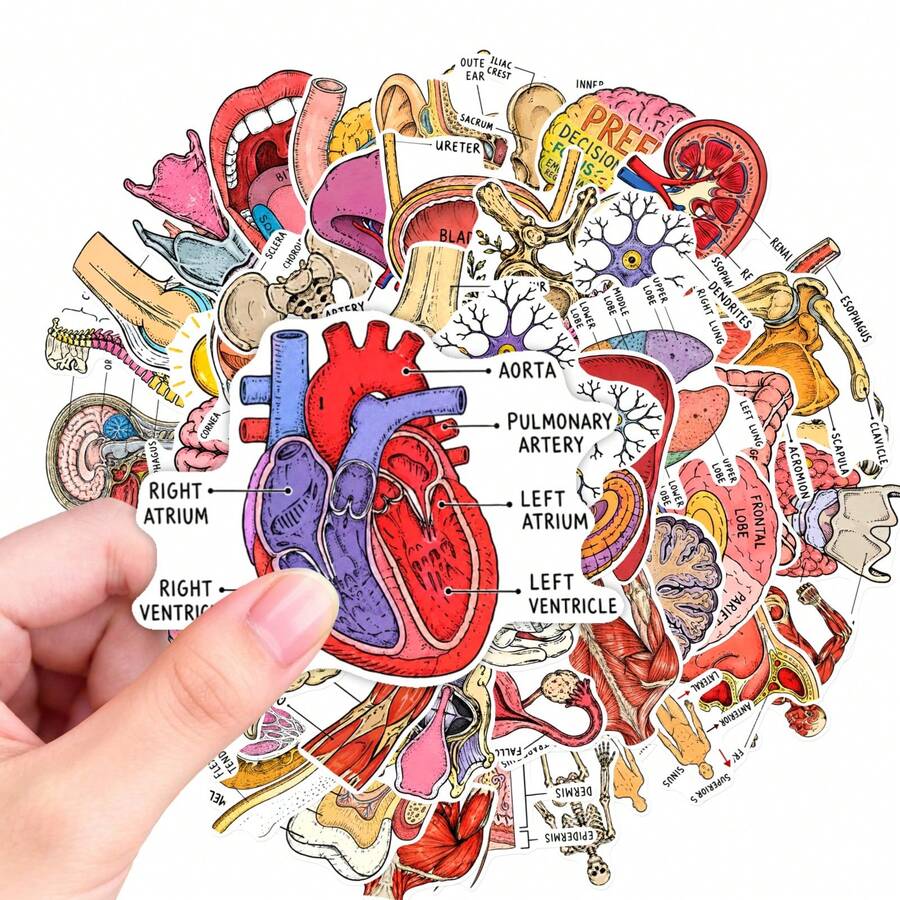 50Pcs Human Anatomy Medical Diagram Stickers, Body Organ Structure Labeled Decals, Educational Decorative Stickers For Student Notebook, Journal, Scrapbooking - one-size - View 1