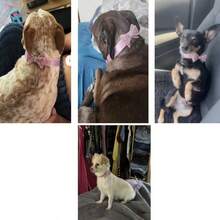 適用於貓狗通用蝴蝶結項圈，適合小型犬、中型犬與貓，聖誕禮物亮面蝴蝶結防窒息設計，寵物項圈，狗狗公主風適合日常配戴，貓狗拍照與節日裝扮，蝴蝶結堅固不易脫落 - 薄荷藍 - 查看 3