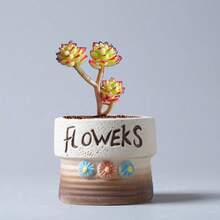 Mushroom Small Pot Country Style Ceramic Coarse Clay Flower Pot Creative Succulent Plant Pot Versatile Tabletop Potted Plant - New Model - View 7