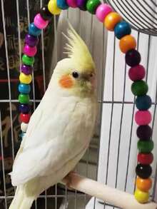 1PC/2PCS Pet Bird Colorful Beads Swing Toy Bird Cage Bird Nest Hanging With Bell Swing Pet Boredom Relief Toy Mixed Colors - A - View 6