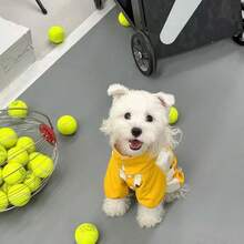 Pet 4-Legged Windproof Jacket, Colorblock Dog Outdoor Jumpsuit, Stand Collar Puppy Coat, Suitable For Westie, Teddy, Pomeranian Small Dogs - Multicolor - View 3