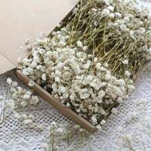 Preserved Flowers - Multicolor - View 9
