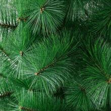 Green Artificial Pine Needle Christmas Tree, Dense And Full Branches, With Stable Base, Multiple Sizes Available, Christmas Home Decoration, Suitable For Home, Window Display, Holiday Party And Christmas Decor, Christmas Essential, Christmas Gift - Multiple Specifications - View 8