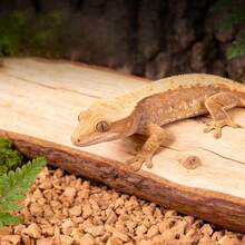Walnut Sand, Pet Water Tank Sand, Crawling Pet House Sand, Pet House Bedding, Suitable For Various Reptiles, Parrots, Rutin Chickens, And Hamsters To Eliminate Odors - View 6