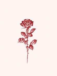 1pc Red Sexy Rose Pattern Temporary Tattoo Sticker, DIY Music Festival Party Holiday Gift, Waterproof Body Skin Tattoo For Arm, Waist, Abdomen, Back - Red - View 7