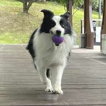 2 Pcs Bone Pattern Squeaky Dog Ball, Dog Training Toy Ball, Durable Ball Toy, Compatible With Dog Ball Launcher, High Elasticity Dog Ball, Suitable For Interactive Play, Puppy Pet Teething Ball - Multicolor - View 7