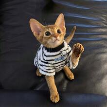 1PC Red Pet Stripe T-Shirt And Hat Fashionable And Comfortable Spring And Autumn Cat And Dog Clothes Suitable For Teddy Poodle And Other Small And Medium Sized Pets - Black and White - View 13