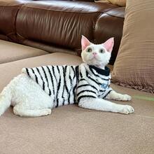 1PC Red Pet Stripe T-Shirt And Hat Fashionable And Comfortable Spring And Autumn Cat And Dog Clothes Suitable For Teddy Poodle And Other Small And Medium Sized Pets - Black and White - View 7