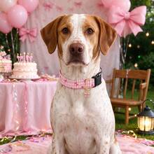 Cute Dog Collar With Bow Tie Pendant, Adjustable Soft Sweet Bow Print Pet Collar, Suitable For Small, Medium And Large Dogs - Watermelon Pink - View 3