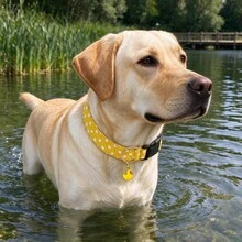 狗狗項圈 白色與黑色波點條紋 可調節式 柔軟風格 適合小型犬、中型犬、大型犬 中性款 - 黃色 - 查看 2