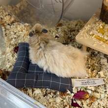 Hamster Bed, Hamster Sleeping Mat, Cage Accessories, Soft Hamster Bedding, Hamster Sleeping Mat, Suitable For Small Pets All Year Round, Christmas Gift, Halloween Gift, New Year Gift - C-Grey - View 4