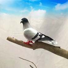 1pc Realistic Gray Pigeon Dove Figurine, Square Shaped Fake Pigeon, Photography Garden Decor, Foam Material Home Accessory - Multicolor - View 10