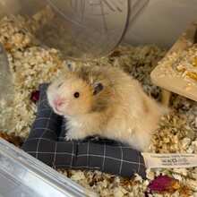 Hamster Bed, Hamster Sleeping Mat, Cage Accessories, Soft Hamster Bedding, Hamster Sleeping Mat, Suitable For Small Pets All Year Round, Christmas Gift, Halloween Gift, New Year Gift - C-Grey - View 6