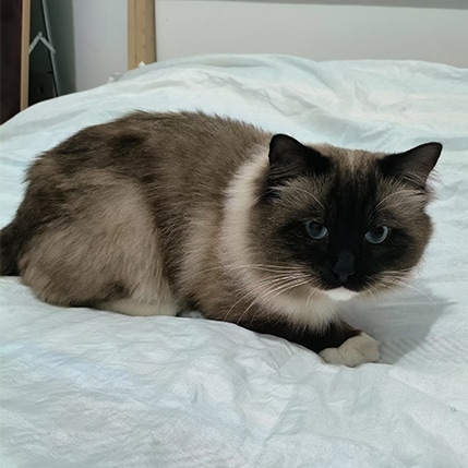 Yiwu Yingjie Crafts Co LTD