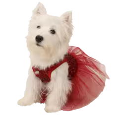 Pet Supplies 