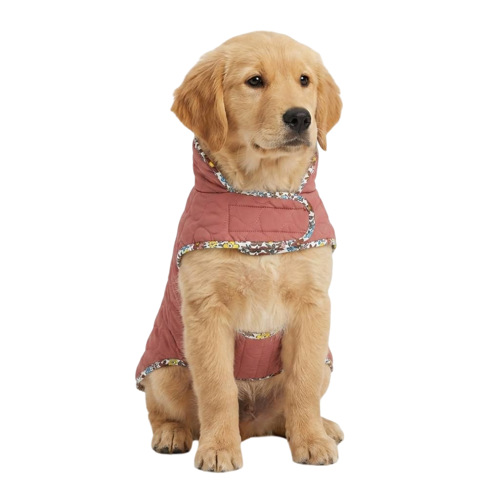 Pet Supplies 