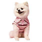 Pet Supplies 