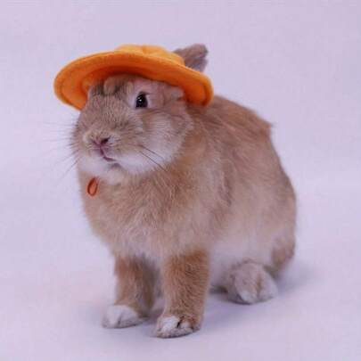 1 件可爱宠物帽，装饰天鹅绒帽，兔子和仓鼠布帽，宠物太阳帽，兔子装饰头饰带耳孔，可爱的小宠物帽子